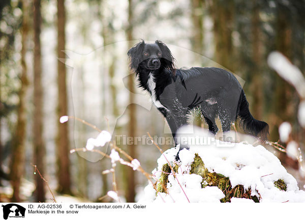 Markiesje in the snow / AG-02536