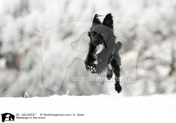 Markiesje in the snow / AG-02537