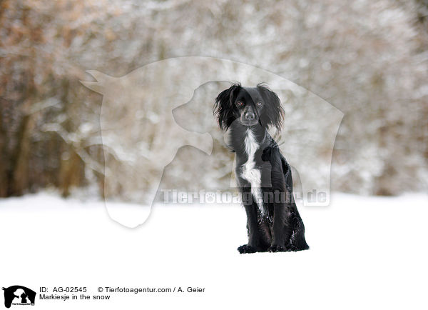 Markiesje in the snow / AG-02545