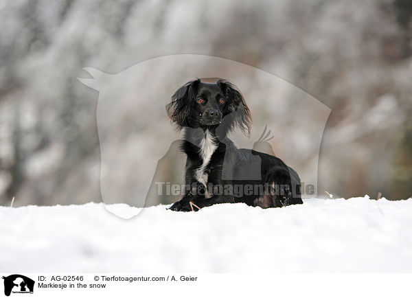 Markiesje in the snow / AG-02546