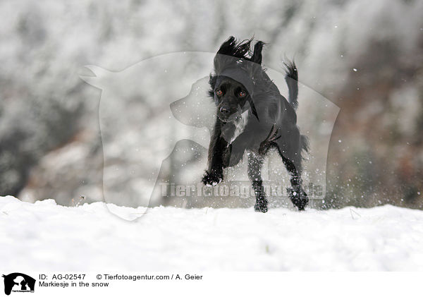 Markiesje in the snow / AG-02547