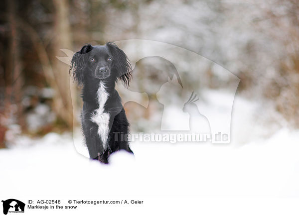 Markiesje in the snow / AG-02548