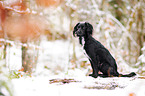 Markiesje in the snow