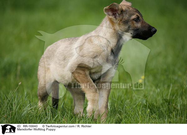 Marxdorfer Wolfdog Puppy / RR-16840