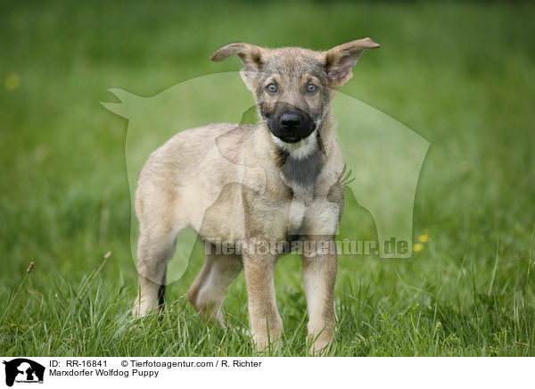 Marxdorfer Wolfdog Puppy / RR-16841