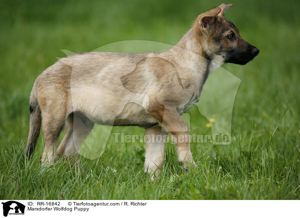 Marxdorfer Wolfshund Welpe / Marxdorfer Wolfdog Puppy / RR-16842