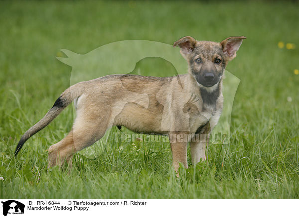 Marxdorfer Wolfshund Welpe / Marxdorfer Wolfdog Puppy / RR-16844