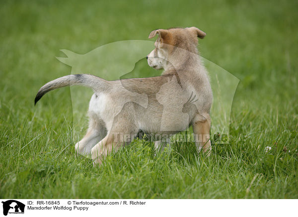 Marxdorfer Wolfdog Puppy / RR-16845