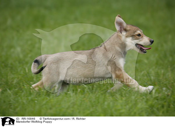 Marxdorfer Wolfshund Welpe / Marxdorfer Wolfdog Puppy / RR-16846