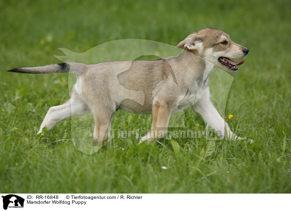 Marxdorfer Wolfshund Welpe / Marxdorfer Wolfdog Puppy / RR-16848
