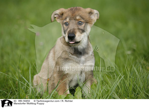 Marxdorfer Wolfdog Puppy / RR-16850