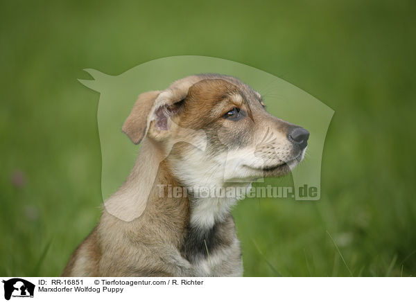 Marxdorfer Wolfdog Puppy / RR-16851