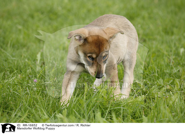 Marxdorfer Wolfdog Puppy / RR-16852
