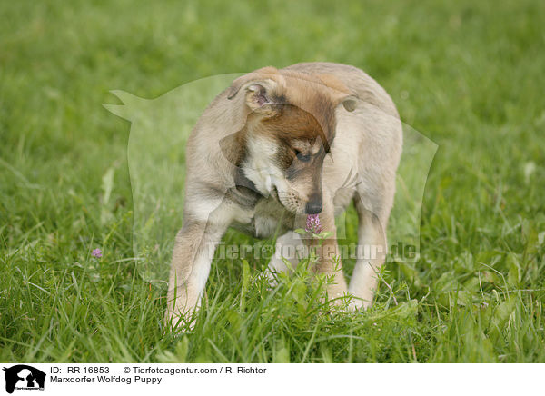 Marxdorfer Wolfdog Puppy / RR-16853