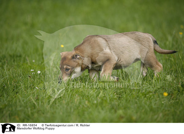Marxdorfer Wolfshund Welpe / Marxdorfer Wolfdog Puppy / RR-16854