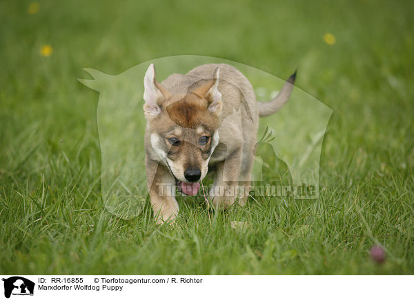 Marxdorfer Wolfdog Puppy / RR-16855