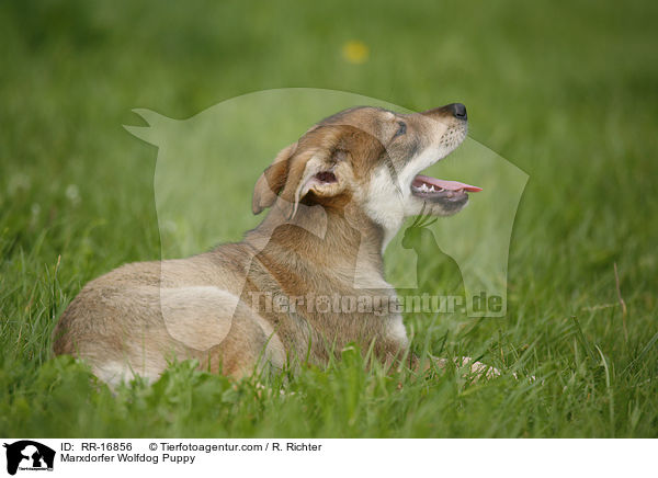 Marxdorfer Wolfdog Puppy / RR-16856