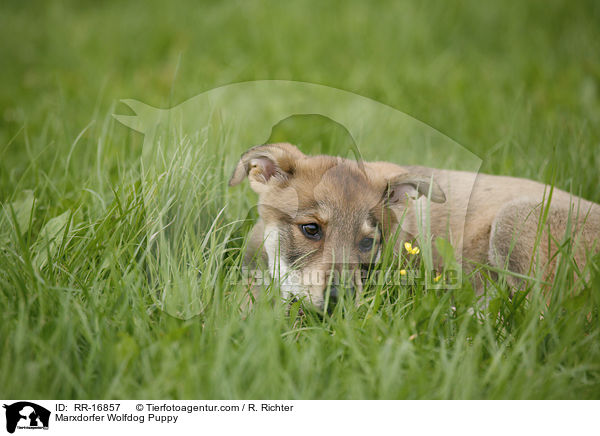 Marxdorfer Wolfdog Puppy / RR-16857