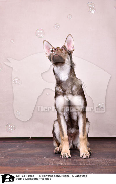 young Marxdorfer Wolfdog / YJ-11065