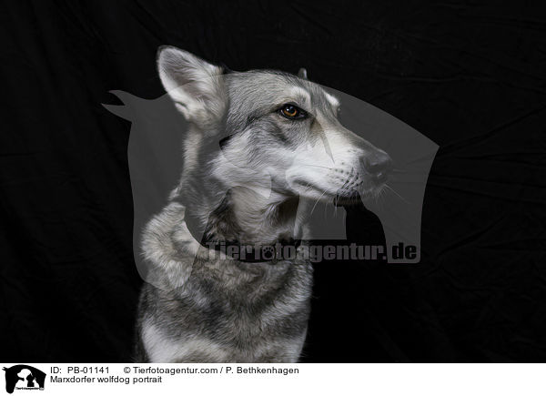 Marxdorfer wolfdog portrait / PB-01141