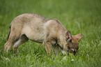 Marxdorfer Wolfdog Puppy