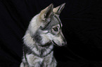 Marxdorfer wolfdog portrait