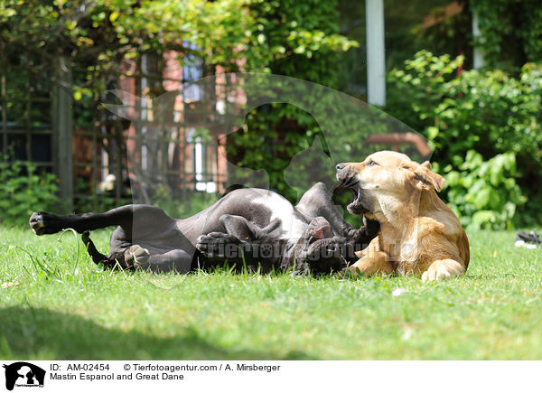 Mastin Espanol und Deutsche Dogge / Mastin Espanol and Great Dane / AM-02454