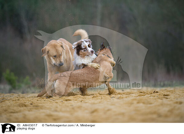 spielende Hunde / playing dogs / AM-03017