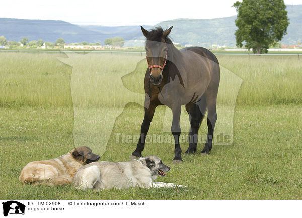 Hunde und Pferd / dogs and horse / TM-02908