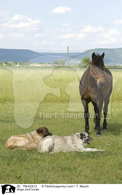 dogs and horse / TM-02912