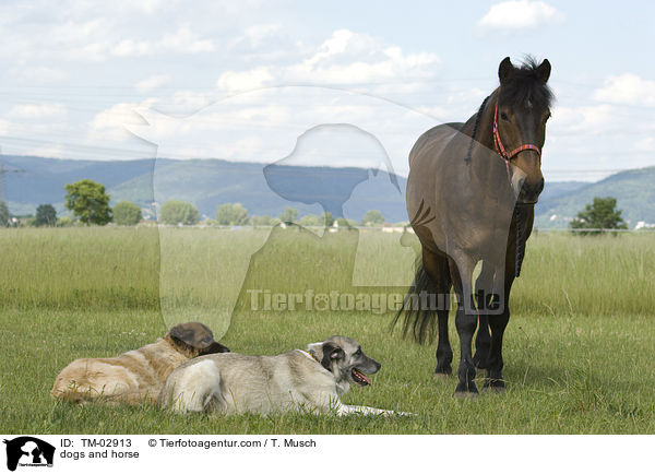Hunde und Pferd / dogs and horse / TM-02913