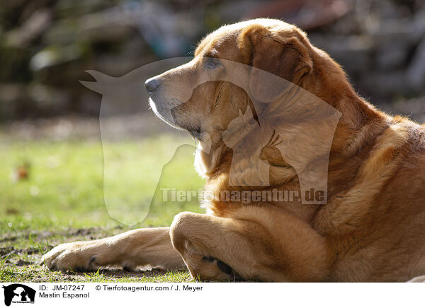 Mastin Espanol / JM-07247