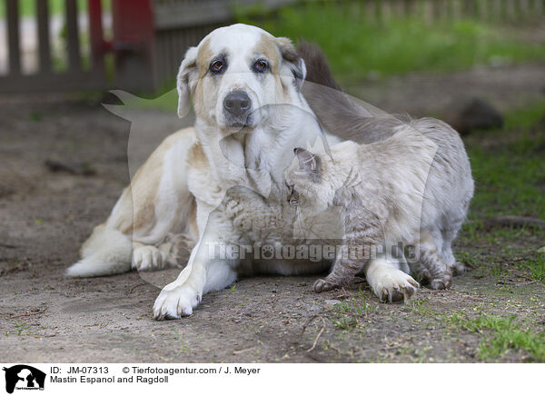 Mastin Espanol and Ragdoll / JM-07313