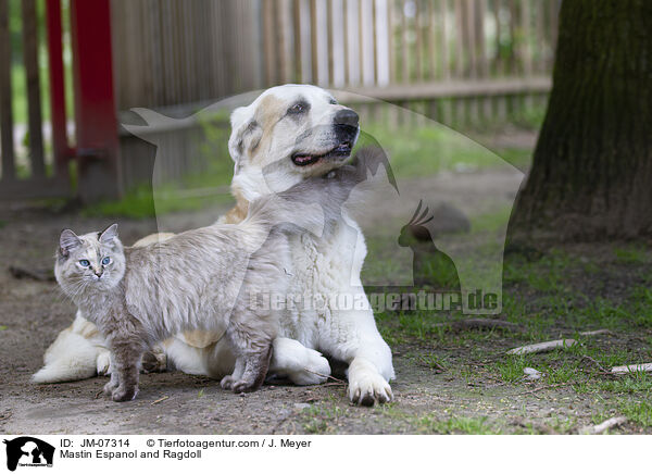 Mastin Espanol und Ragdoll / Mastin Espanol and Ragdoll / JM-07314
