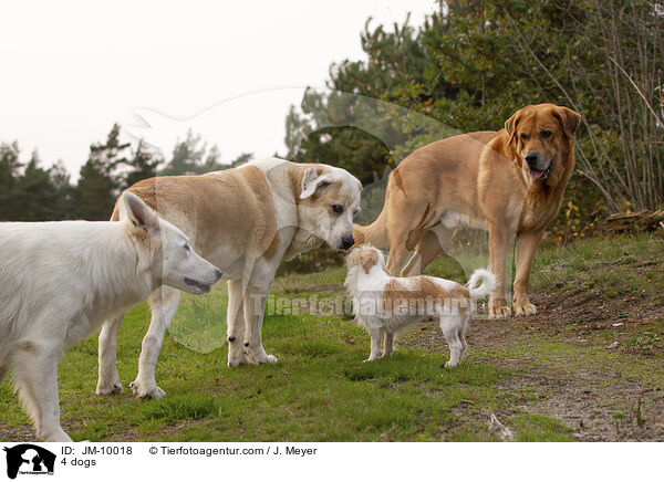 4 Hunde / 4 dogs / JM-10018