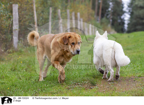 2 Hunde / 2 dogs / JM-10024