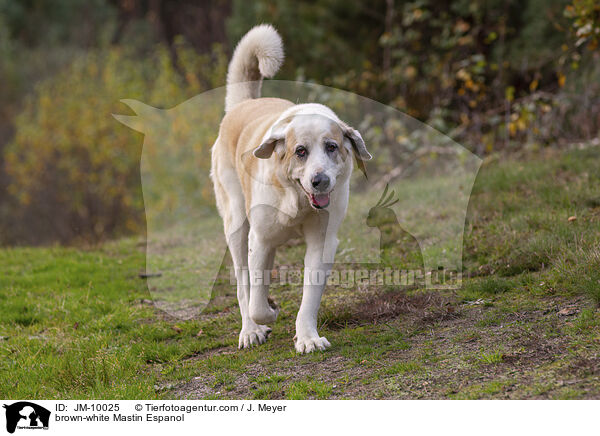 braun-wei�er Mastin Espanol / brown-white Mastin Espanol / JM-10025