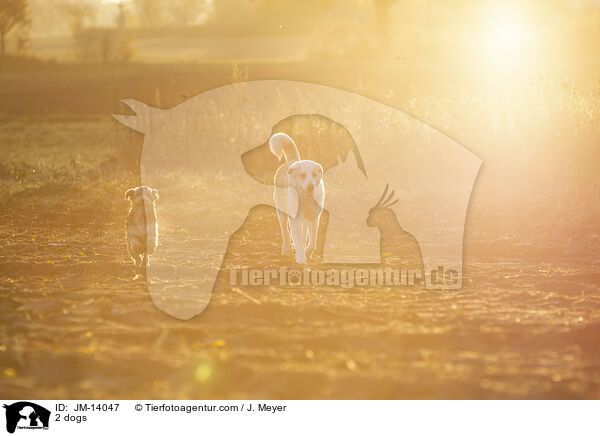 2 dogs / JM-14047