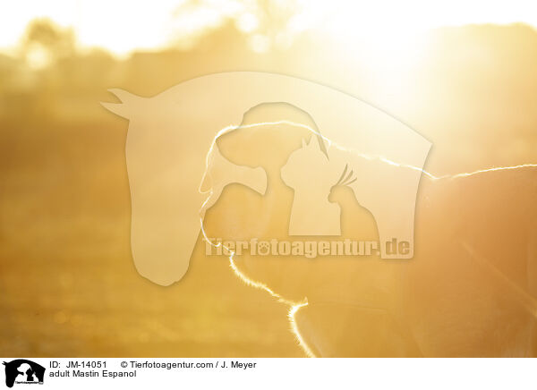 ausgewachsener Mastin Espanol / adult Mastin Espanol / JM-14051