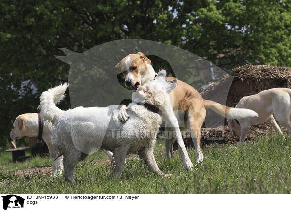 Hunde / dogs / JM-15933