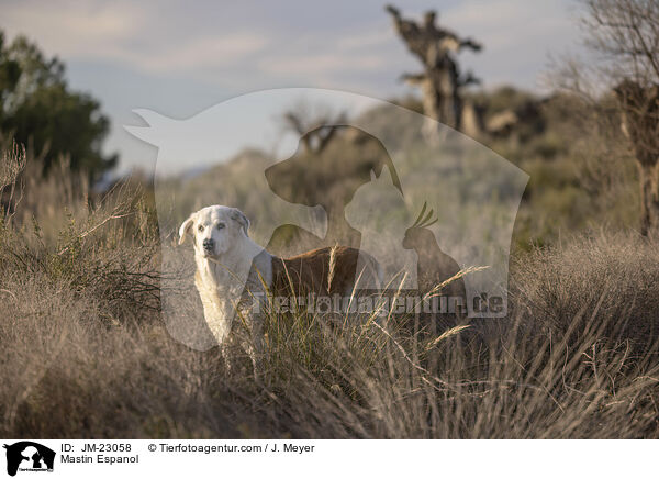 Mastin Espanol / Mastin Espanol / JM-23058