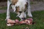 Mastin Espanol eats bone