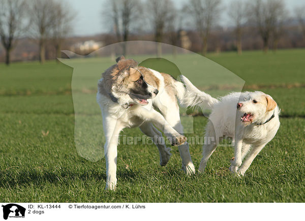 2 Hunde / 2 dogs / KL-13444