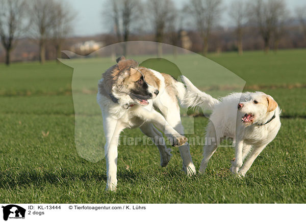 2 dogs / KL-13444