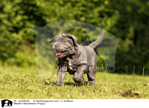 Mastino Napoletano Puppy / JH-09545