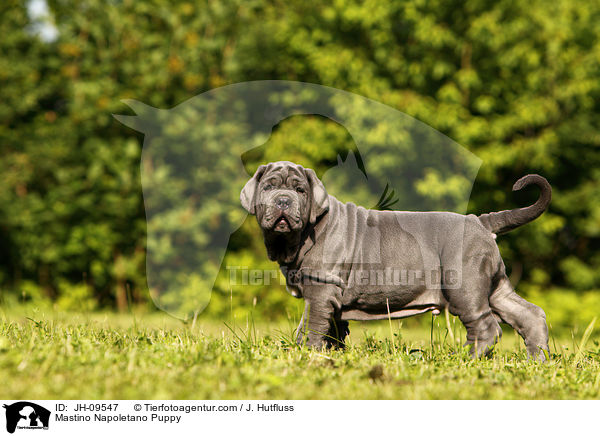 Mastino Napoletano Welpe / Mastino Napoletano Puppy / JH-09547