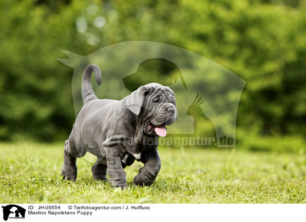 Mastino Napoletano Welpe / Mastino Napoletano Puppy / JH-09554
