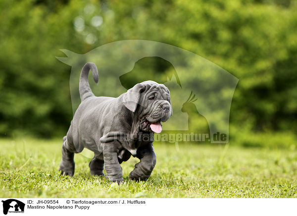 Mastino Napoletano Puppy / JH-09554