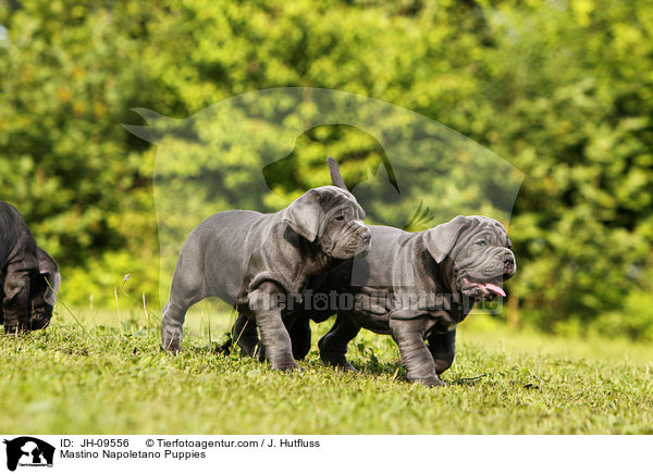 Mastino Napoletano Puppies / JH-09556