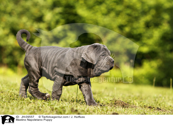 Mastino Napoletano Puppy / JH-09557